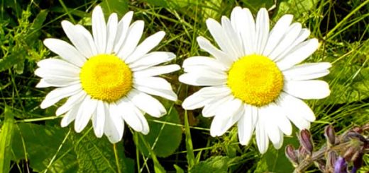 лечебные свойства ромашки
