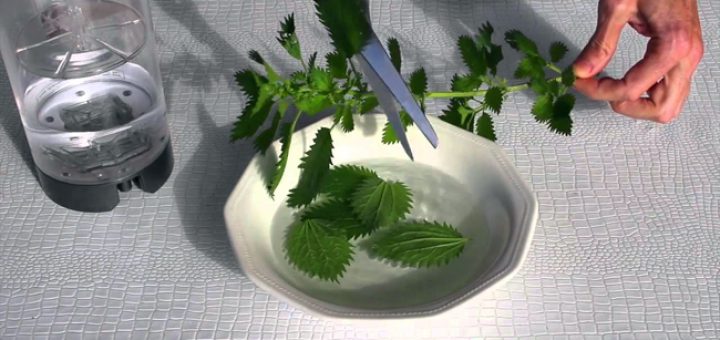 крапива для кожи и волос