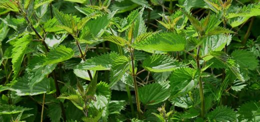 польза крапивы