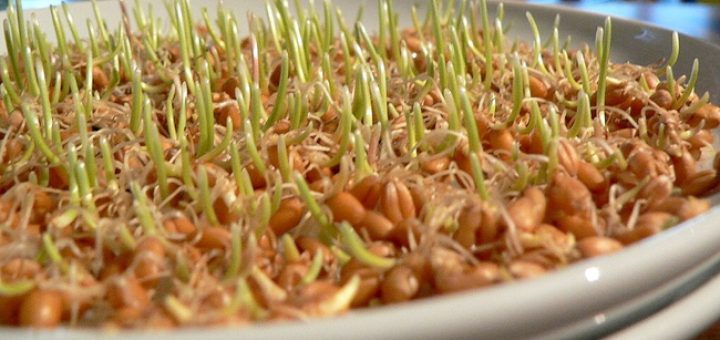 польза проростков