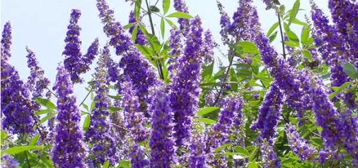 витекс или авраамово дерево