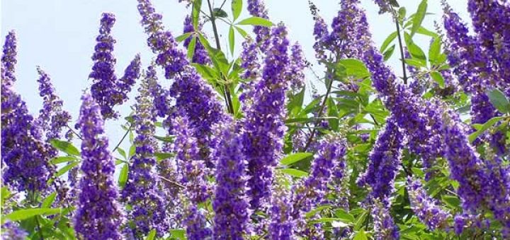 витекс или авраамово дерево