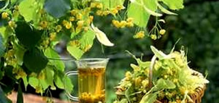 мифы о лечебных чаях