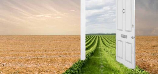 новая жизнь