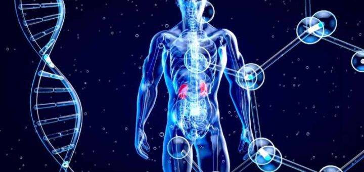 организм человека