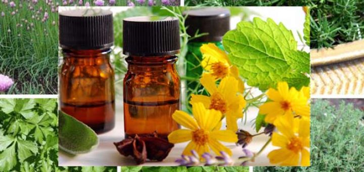 растения с эфирными маслами
