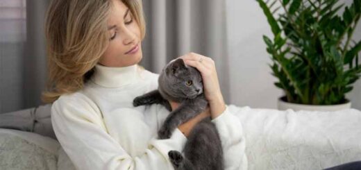 кошки лечат