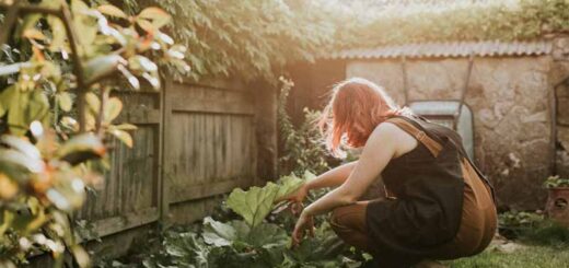 лечебные свойства сорняков