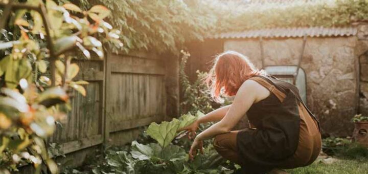 лечебные свойства сорняков