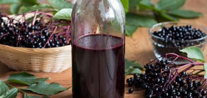 чем полезна бузина