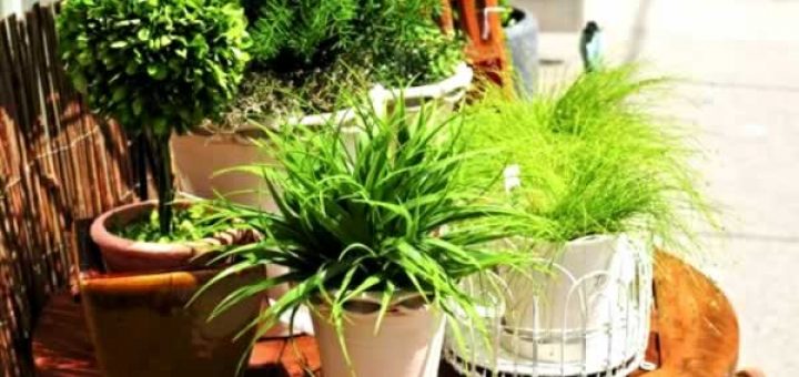 растения-целители