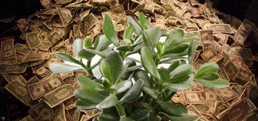 денежные цветы
