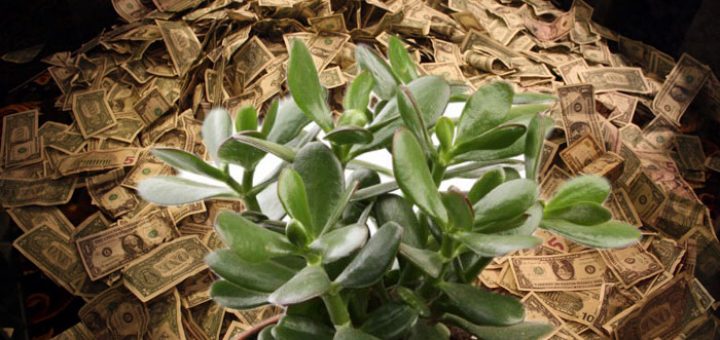 денежные цветы