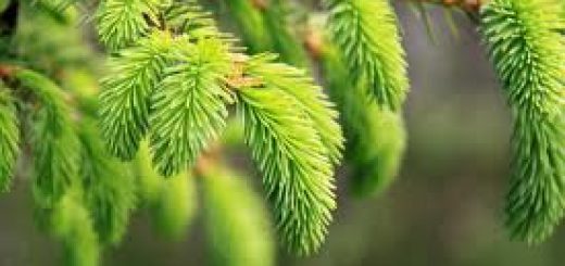 еловая хвоя