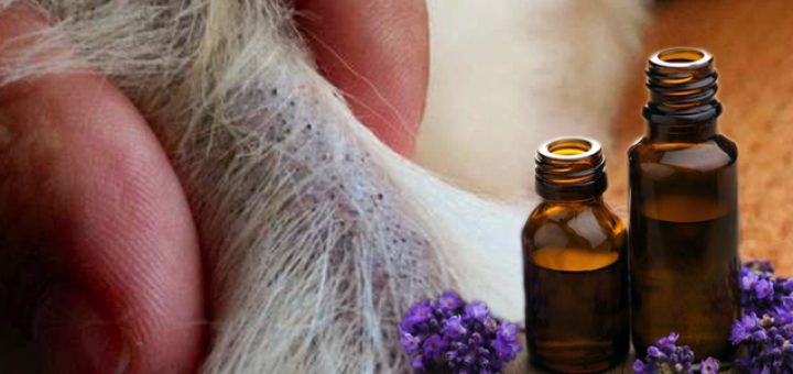 средства от клещей и блох с эфирными маслами