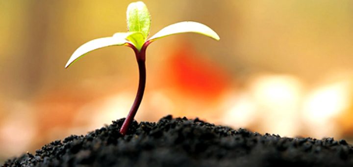 как вырастить мотив