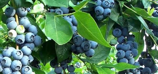 черника в косметологии