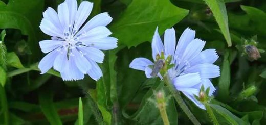 цикорий в косметологии