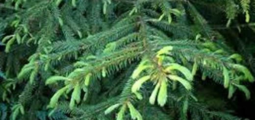 ель в косметологии