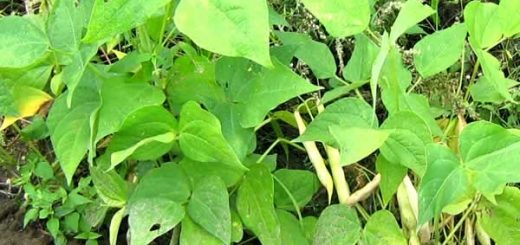 фасоль в косметологии