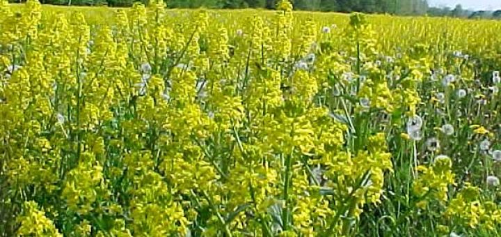 горчица в косметологии