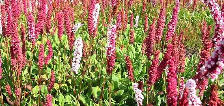 горец в косметологии