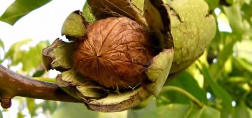 грецкий орех в косметологии