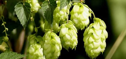 хмель в косметологии