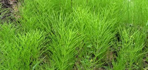 хвощ в косметологии