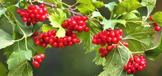 калина в косметологии