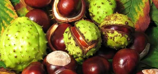 конский каштан в косметологии