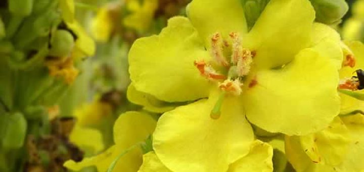 цветки коровяка в косметологии