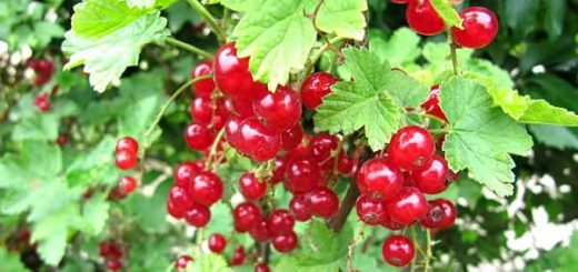 красная смородина в косметологии