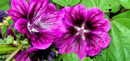 мальва лесная в косметологии