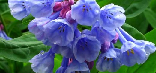 медуница в косметологии