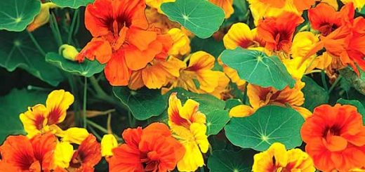 настурция в косметологии