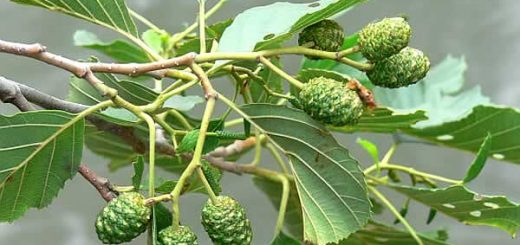 ольха в косметологии