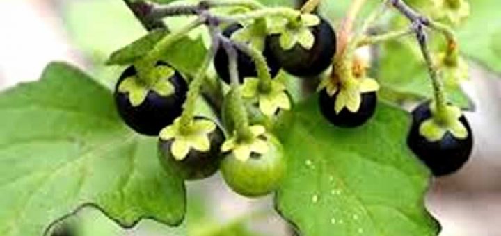 паслен в косметологии