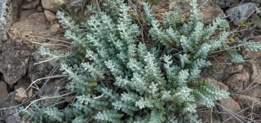 переступень в косметологии