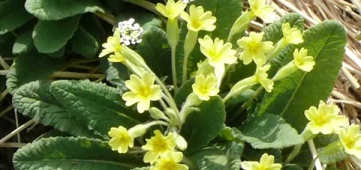 первоцвет в косметологии