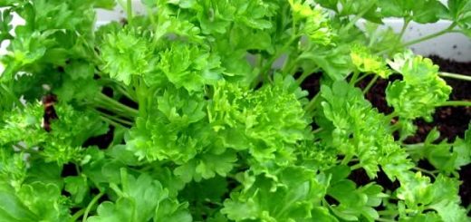 петрушка в косметологии