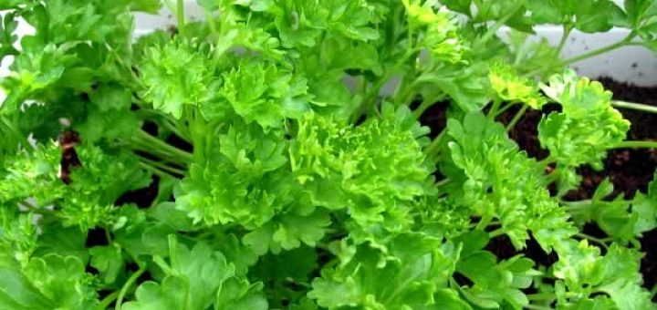 петрушка в косметологии