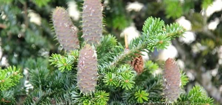 пихта в косметологии