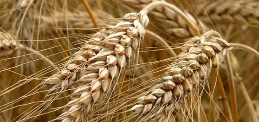 ржаной хлеб в косметологии