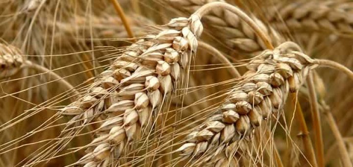 ржаной хлеб в косметологии