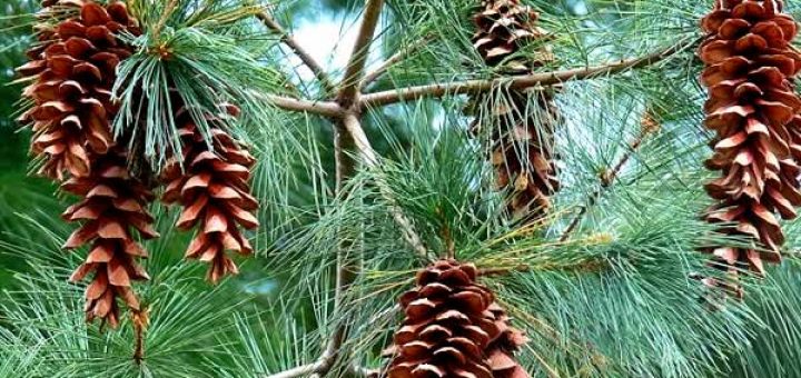 сосна в косметологии