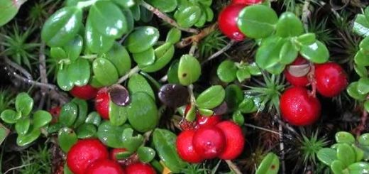 толокнянка в косметологии