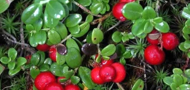 толокнянка в косметологии