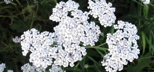 тысячелистник в косметологии