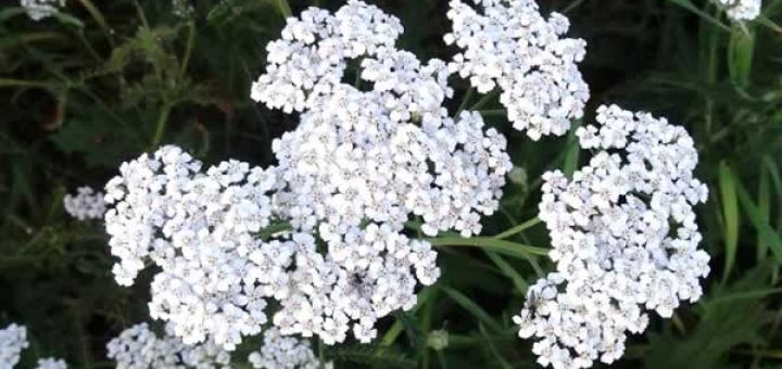 тысячелистник в косметологии